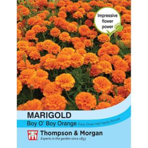 Thompson & Morgan Marigold Boy O Boy Orange (French) Seeds