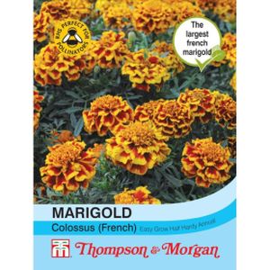 Thompson & Morgan Marigold Colossus (French)