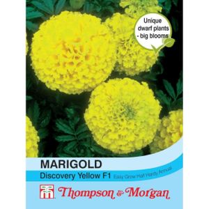Thompson & Morgan Marigold Discovery Yellow F1 Hybrid (African)