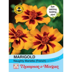 Thompson & Morgan Marigold Naughty Marietta (French)