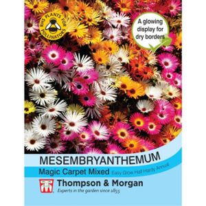 Thompson & Morgan Mesembryanthemum Magic Carpet Mixed