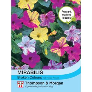 Thompson & Morgan Mirabilis Broken Colours