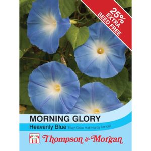 Thompson & Morgan Morning Glory Heavenly Blue - Ipomoea (Climber )
