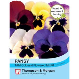Thompson & Morgan Pansy Thompson & Morgan Colossal Flowered Mixed