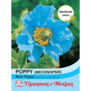 Thompson & Morgan Poppy Blue (Meconopsis betonicifolia)