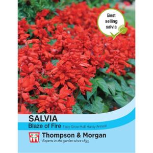 Thompson & Morgan Salvia Blaze of Fire