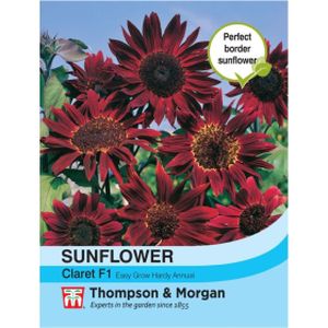 Thompson & Morgan Sunflower Claret