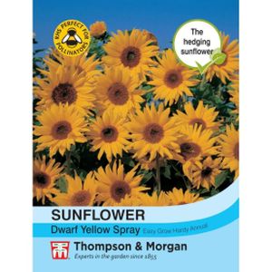 Thompson & Morgan Sunflower Dwarf Yellow Spray