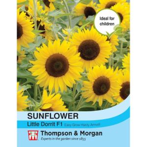 Thompson & Morgan Sunflower Little Doritt F1 Hybrid