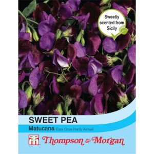 Thompson & Morgan Sweet Pea Matucana