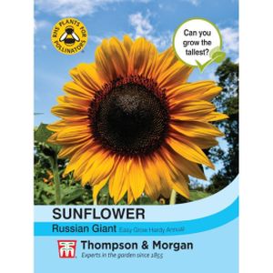 Thompson & Morgan Sunflower Russian Giant (Helianthus)