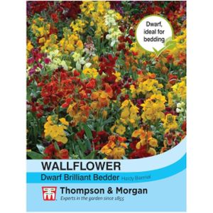 Thompson & Morgan Wallflower Dwarf Brilliant Bedder Mixed Seeds