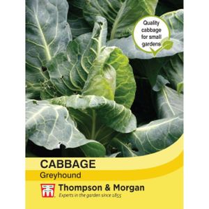 Thompson & Morgan Veg Cabbage Greyhound