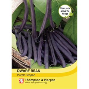Thompson & Morgan Veg Dwarf Bean Purple Teepee