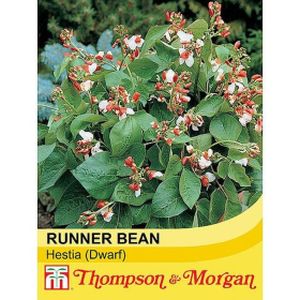 Thompson & Morgan Veg Dwarf Runner Bean Hestia