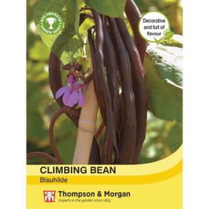 Thompson & Morgan Veg Climbing Bean Blauhilde