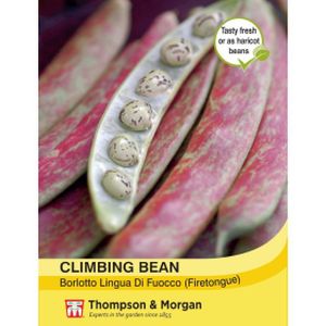 Thompson & Morgan Veg Climbing Bean Borlotto Lingua (Firetongue)
