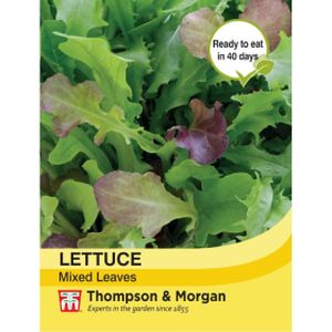 Thompson & Morgan Veg Lettuce Salad Leaves Mixed