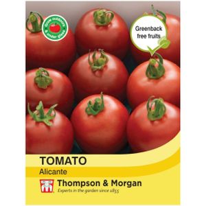 Thompson & Morgan Veg Tomato Alicante