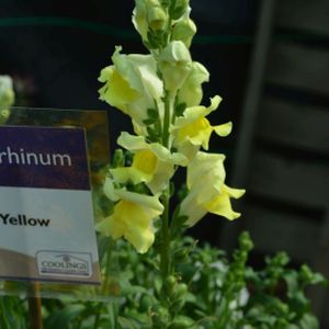 Antirrhinum F1 Yellow Multi-Pack