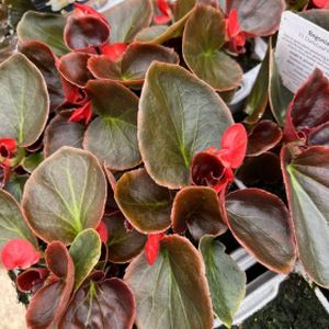 Begonia 'F1 Dark Leaf Red' Multi-Pack