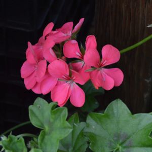 Geranium (Trailing) Single Bright Pink (9cm Pot)