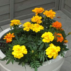 Marigold (French) Mixed Multi-Pack