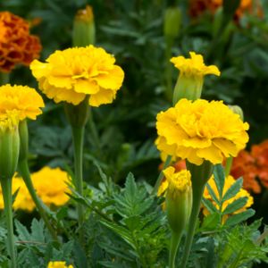 Marigold (French) Yellow Multi-Pack