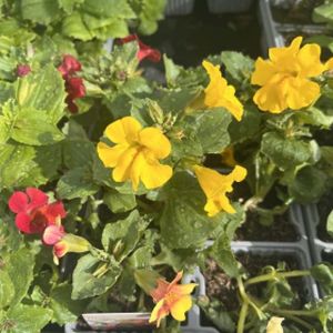 Mimulus F1 Mixed Multi-Pack