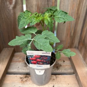 Tomato 'Gardener's Delight' (9cm Pot)