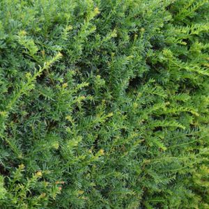 Yew Taxus baccata 3L