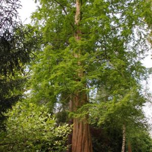 Metasequoia glyptostroboides (AGM) 12L