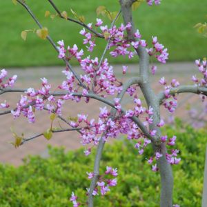 Cercis canadensis 'Covey' (syn 'Lavender Twist') 12L