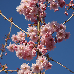 Prunus incisa 'Oshidori' (AGM) (TW45) Patio 11 5L