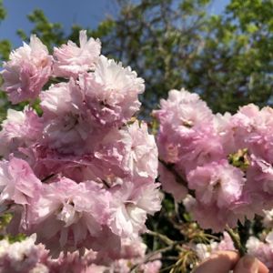 Prunus 'Little Pink Perfection' (TW 45) Patio 11.5L