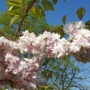 Prunus 'Pink Parasol' (syn 'Matsumae-hanagasa') (AGM) 12L
