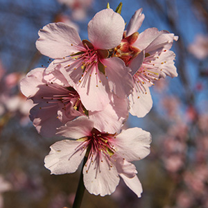 Almond Prunus x persicoides 'Ingrid' (SJA) 12L