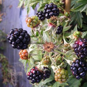 Blackberry Rubus 'Oregon Thornless' 3L