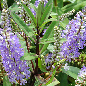 Hebe 'Garden Beauty Purple' (syn 'Nold') 2.5L