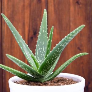Aloe vera (AGM) (12cm Pot)