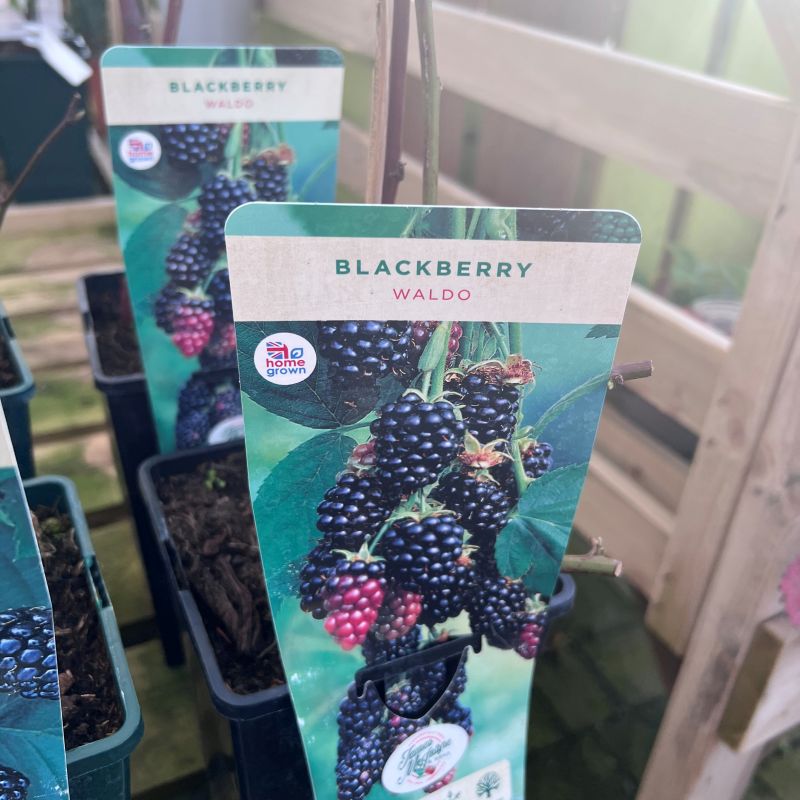Blackberry  Home & Garden Information Center