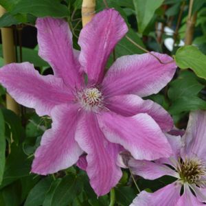Clematis 'Carnaby' 3L