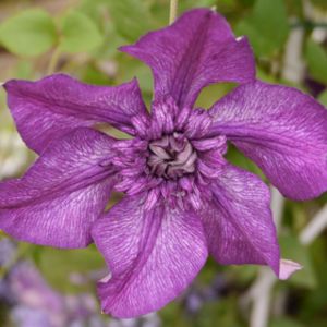 Clematis 'Cassis' (syn 'Evipo020') 3L