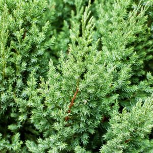 Juniperus chinensis 'Stricta' 3L