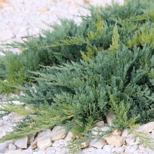 Juniperus horizontalis 'Blue Chip' 3L