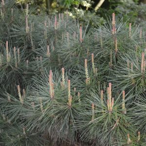 Pinus densiflora 'Alice Verkade' 3L
