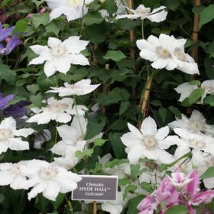 Clematis 'Hyde Hall' 3L