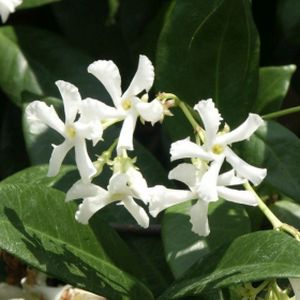 Trachelospermum jasminoides (AGM) (Trellis 2.4m) 35L