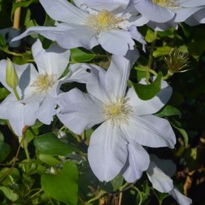 Clematis 'Ice Blue' (syn 'Evipo003') 3L