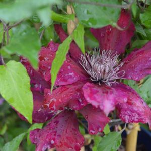 Clematis 'Picardy' (syn 'Evipo024') 3L